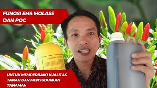 cara MENYUBURKAN TANAMAN dan memperbaiki kualitas tanah dengan menggunakan EFEKTIF MIKRO ORGANISME [upl. by Deehan]