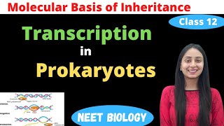 Transcription in Prokaryotes  Class 12 Genetics  NEET Biology [upl. by Eidurt]