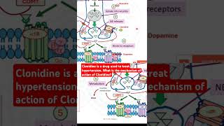 Clonidine is a drug used to treat hypertension What is the mechanism of action of Clonidine [upl. by Weaver534]