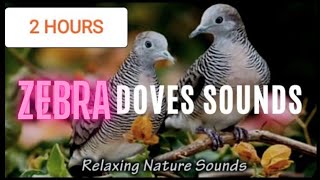 2 Hours Zebra Doves Sounds [upl. by Antonie]