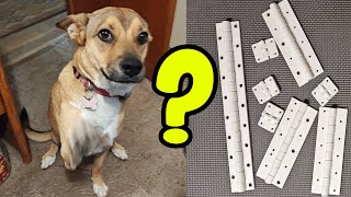 Will 3D Printed Hinges Fix My Dog Door Lets Find Out [upl. by Ignacio]