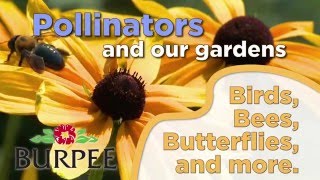 Pollinators And Our Gardens [upl. by Sahcnip]