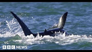 Killer whale vs shark Solo orca eats great white [upl. by Robby268]