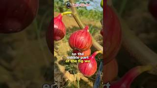 என்னது அத்தி பழம் அசைவமா  Peculiar Fig Fruits  Science Facts shorts short facts science fruit [upl. by Cromwell]