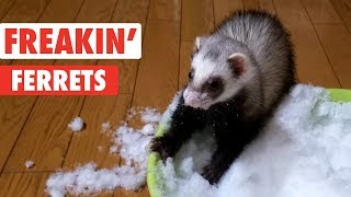 Freakin Ferrets  Funny Pet Video Compilation [upl. by Adal]