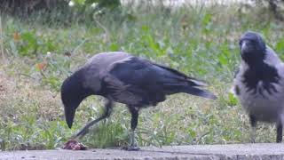 Crows love chicken liver [upl. by Aracahs]