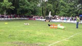 Zaganianie kaczek Border collie i biegusy indyjskie [upl. by Boice]