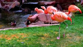 FLAMINGOS IN LAS VEGAS [upl. by Shiri421]