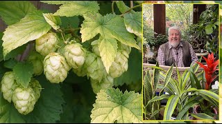 HOUBLON  UNE LIANE SPECTACULAIRE ET DÉCORATIVE FACILE À RÉUSSIR AU JARDIN le Quotidien du Jardin [upl. by Giess]