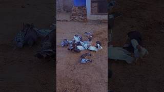 Pigeon Party Feasting on Seeds and Grains birdfeeding [upl. by Roxi818]