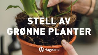 Stell av grønne planter [upl. by Sicnarf]