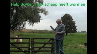 Help dokter mijn schaap heeft wormen [upl. by Ainet26]