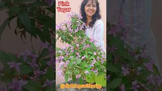 Pink Tagar Plant Care Eranthemum Laxiflorum Plants  Shooting Star  Amethyst Stars shorts garden [upl. by Nayrda260]