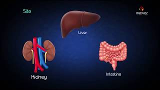 Metabolism of Fructose  Hereditary fructose intolerance  Fructokinase deficiency [upl. by Leupold]