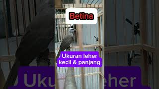 Akurat 100 beda jantan dan betina [upl. by Regnig]