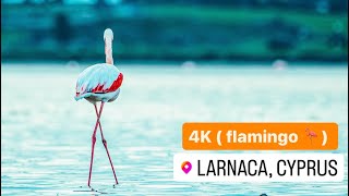 LARNACA  CYPRUS 2024  SALT LAKE  FLAMINGO 4K [upl. by Ydnew813]