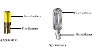 Difference Between Syngenesious And Synandrous Stamens In HindiUrdu [upl. by Charie]