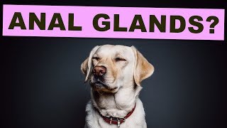 Anal Glands 101 Dogs [upl. by Oppen812]