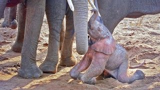 A newborn baby African Bush Elephant struggles to its feet shortly after being born HD video [upl. by Jaf372]