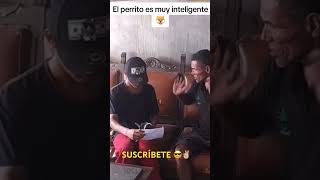 PERRO SABE LEER ulisesvochidovlogs vochido66 vochido69 vochido77 humor funnyvideo funny risa [upl. by Nodnalb]