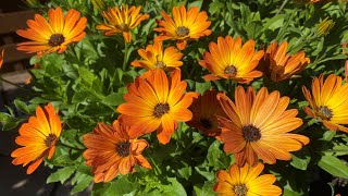 Crazy hard Osteospermum prune in mid summer  gets beautiful results in a few weeks [upl. by Getter]