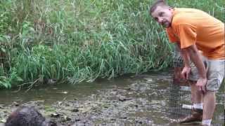 Attack of the 80lb Beaver  Crazy Beaver Action  by Suburban Wildlife Control [upl. by Ralston]