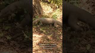 🛡️ Glyptodon El Armadillo Gigante de la Prehistoria 🦕 viralshort [upl. by Garrek]