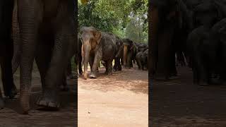 Pinnawala Elephant Orphanagepinnawala elephant srilanka [upl. by Izmar]