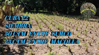 Cuba 22 siembra 50 ctm entre surco 25 ctm entre macollaFinca las Floreszacatecoluca la paz [upl. by Treat888]