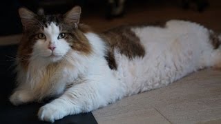 See This Massive 28Pound Cat Thats Nearly As Tall As Some Humans [upl. by Anissa]