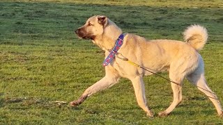 TALAZ KANGAL IN UK  KURTBOĞAN TALAZIN KANI [upl. by Nevar747]