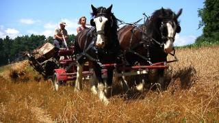 Green Mountain Draft Horse Field Day SIV233 [upl. by Veradia229]