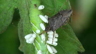 spined soldier bug eats hornworm [upl. by Notsrik]