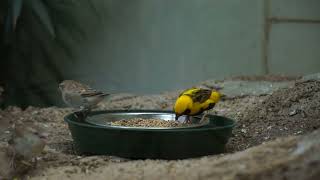 Zoo Animals Part 214 The Yellowcrowned Bishop [upl. by Alur]