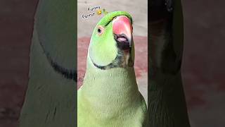 Mummy ek glass pani de do 🥃🦜😂shorts mummy funnypet funny funnyparrot funnyvideo funnypets [upl. by Nelak270]