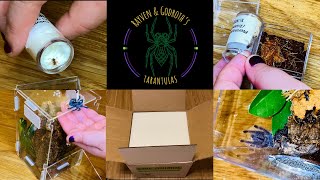 Tarantula Sling Unboxing amp Rehousing [upl. by Preiser]