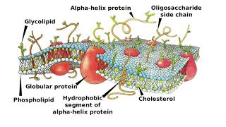 MEMBRANE PROTEINS  CELL MEMBRANE PROTEINS  DIFFERENCE BETWEEN INTRINSIC AND PERIPHERAL PROTEIN [upl. by Icart331]