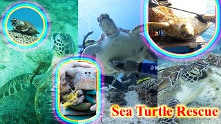 Kind men rescue sea turtles entangled in nets and fishing lines shorts turtle seaturtles pets [upl. by Nahem744]