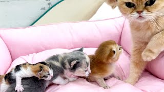 Kitten meows loudly and calls the mother cat to come and feed the foster sister [upl. by Nnailuj]