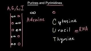 Mnemonic technics to memorize the difference between Purines and Pyrimidines [upl. by Enitram]