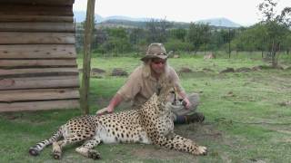 Robert Eklund records the purring cheetah Caine at the Dell Cheetah Centre Parys South Africa [upl. by Ahtis]