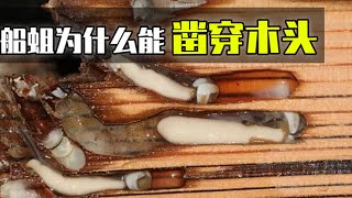 船蛆的身体构造到底有多奇特？又是如何破坏木材的？ [upl. by Yodlem591]