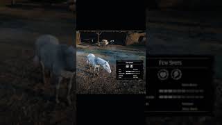 RDR2 • All American Paint Horse Colors and Locations • Red Dead Redemption 2 [upl. by Gabriel62]