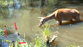 HIT Jeleń spotyka małe kaczki w leśnej rzece Piękne zachowanie [upl. by Iinde936]