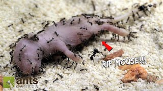 I Gave My Pet Ant Colony a Baby Mouse [upl. by Gerlac965]