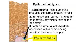 Cells of the Epidermis [upl. by Mills]