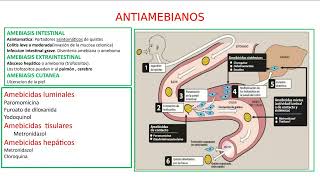 Farmacología  Farmacología de los Antiparasitarios  Fármacos Antiamebianos y Antihelmínticos 11 [upl. by Welsh]