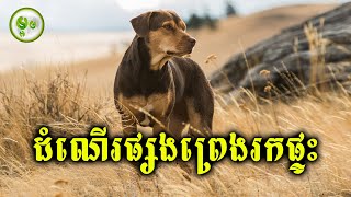 ដំណើរផ្សងព្រេងរកផ្ទះរបស់ឆ្កែកម្សត់ [upl. by Nnodnarb632]