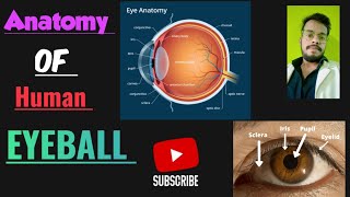 anatomy of the eyeball  Human eye anatomy Structure  Parts  Functions  Rods amp Cones [upl. by Nillok]