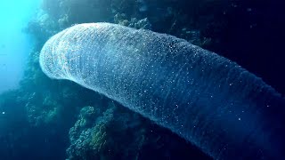 Pyrosome colony of microorganisms different kinds Пиросома колония микроорганизмов разные виды [upl. by Anesuza]